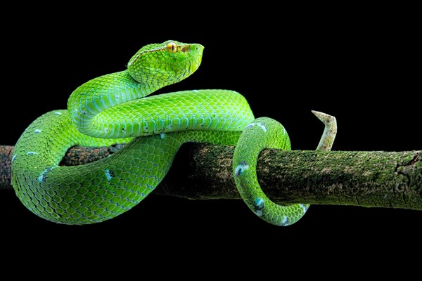 North Philippine Temple Pit Viper