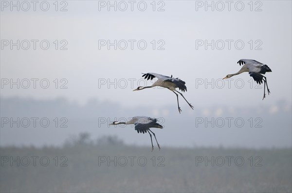 Cranes