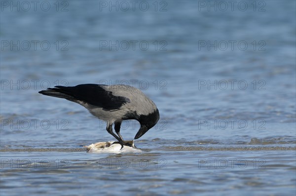 Hooded crow