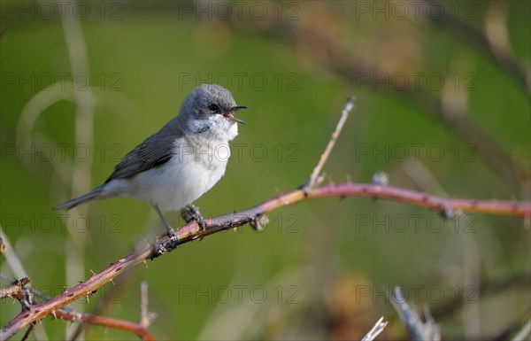 Clapper warbler