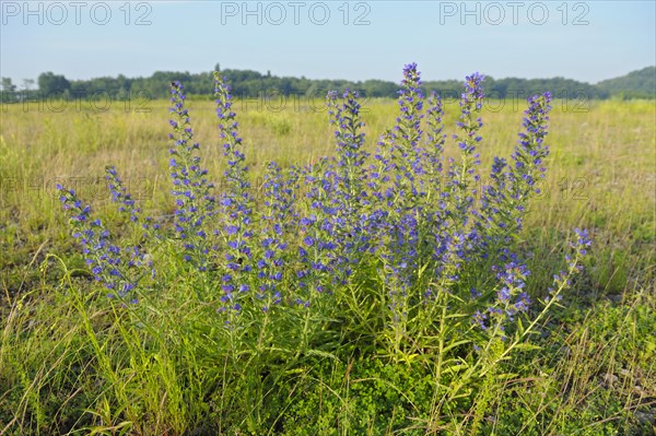 Common viper's bugloss