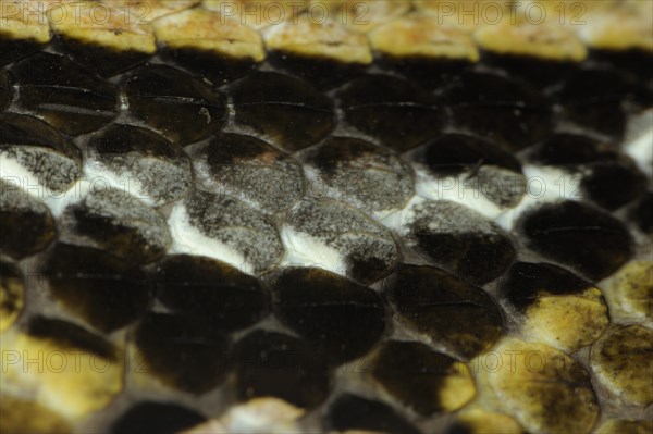 Western West african gaboon viper