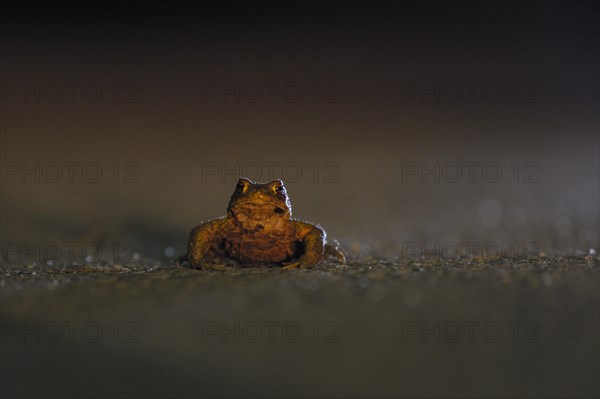 Common toad