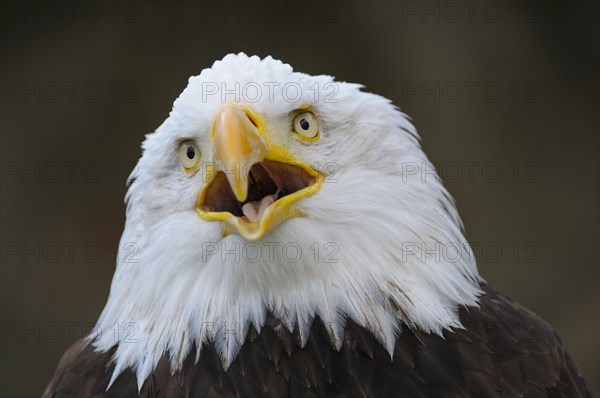 Bald eagle