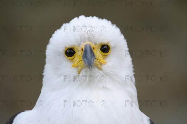 African fish eagle