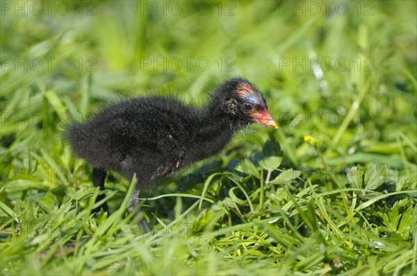 Moorhen