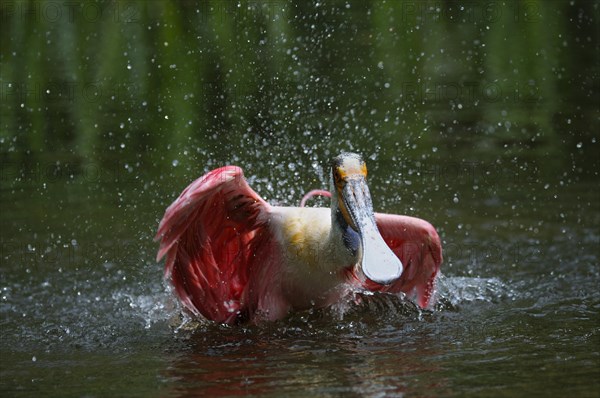 Roseate spoonbill