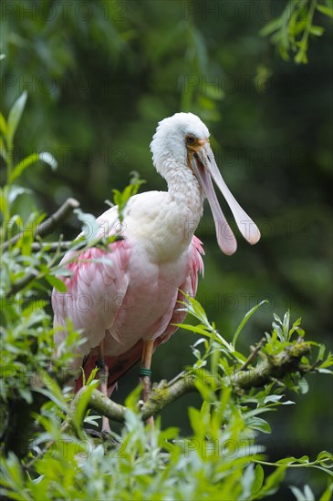 Roseate spoonbill