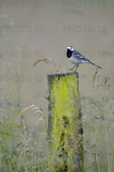 Pied Wagtail