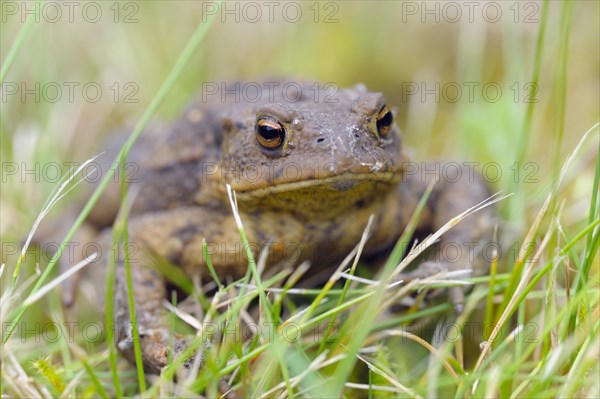 Common toad