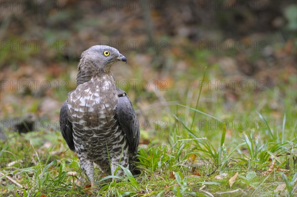 Honey buzzard