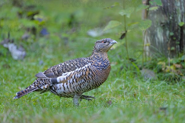 Capercaillie