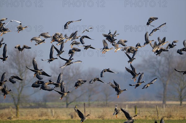 White-fronted goose