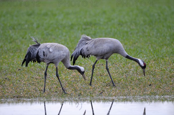 Crane