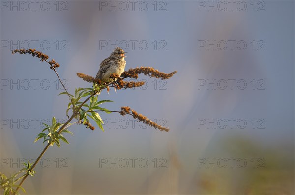 Woodlark