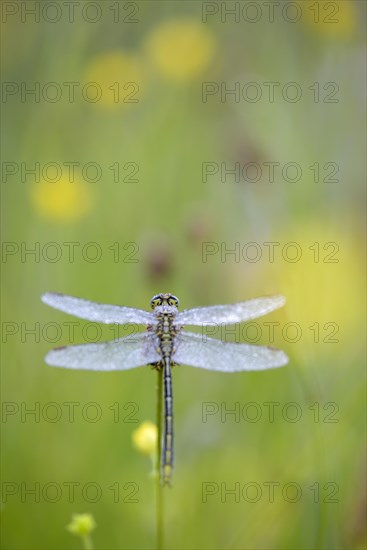 Western damselfly