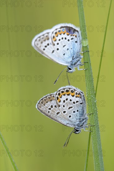 Argus blue butterfly