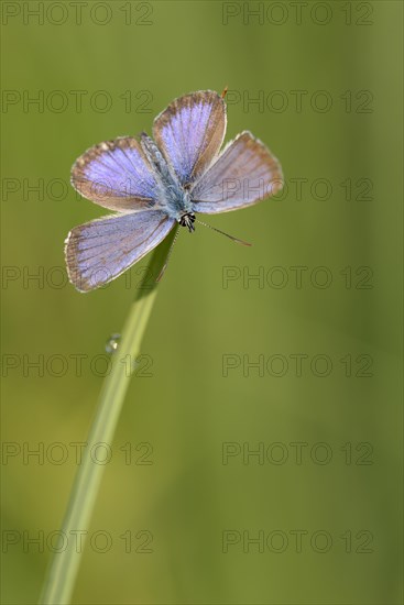 Argus blue butterfly