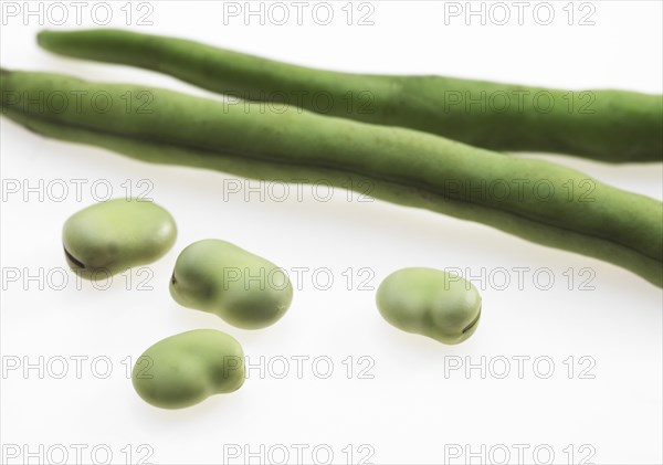 Fava Bean