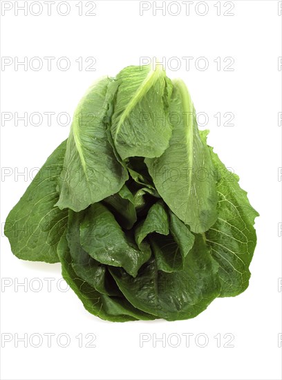 Romaine lettuce