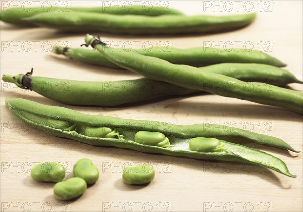 Fava Bean