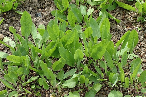 Chrysanthemum balsamita