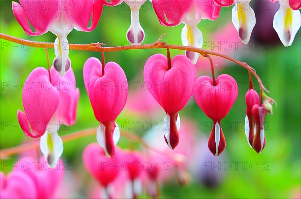 Bleeding heart