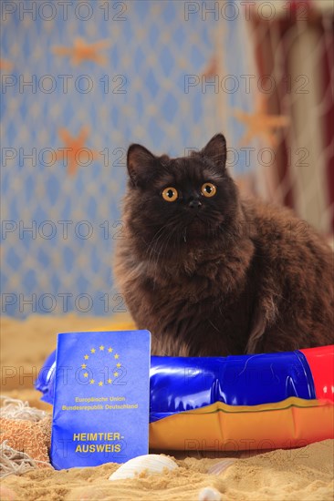 British longhair cat