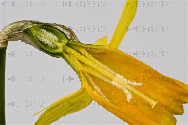 Section through Daffodil Cyclamineus 'Jetfire' Daffodil Flower with the structures with the trumpet
