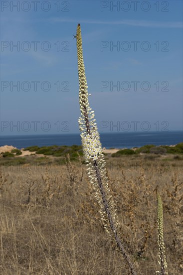Flower spike of sea squill