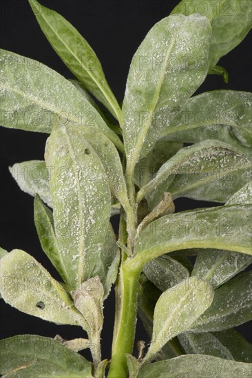 Powdery mildew developing on the leaves of sweet william