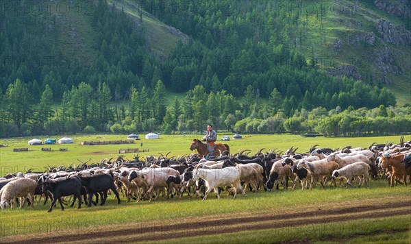 Nomads with goat herd in summer Arkhangai province