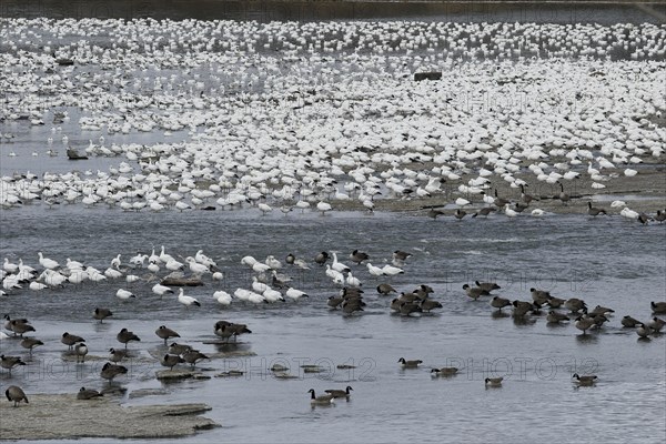 Snow geese