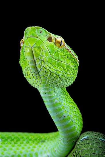 North Philippine Temple Pit Viper