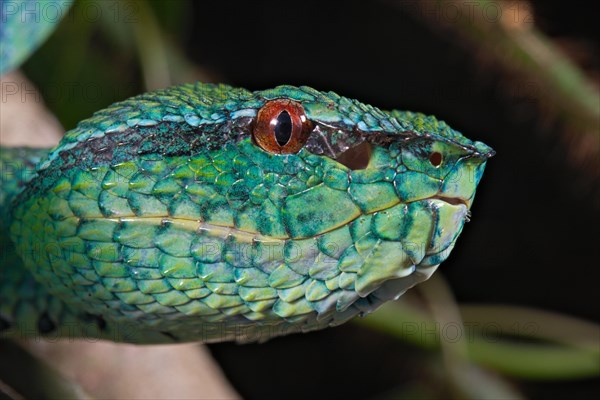 North Philippine Temple Pit Viper