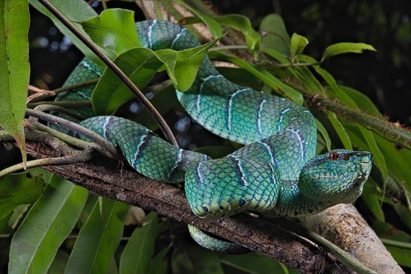 North Philippine Temple Pit Viper