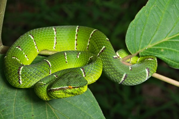 North Philippine Temple Pit Viper