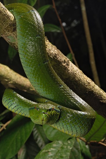 North Philippine Temple Pit Viper