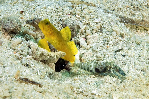 Yellow lemon watchman goby