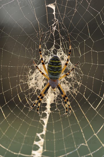 Wasp spider