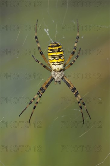 Wasp spider