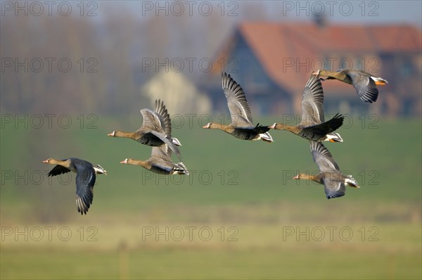 White-fronted geese