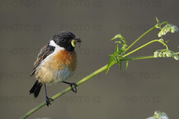 Stonechat