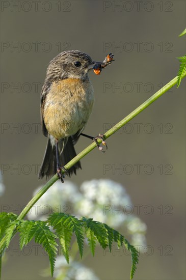 Stonechat