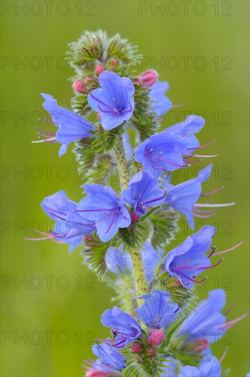 Common viper's bugloss