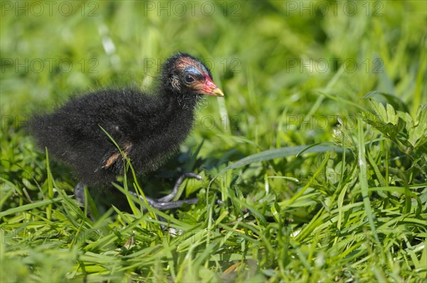 Moorhen