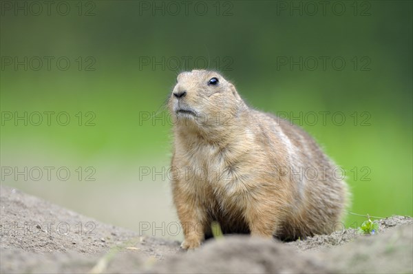 Black-tailed Prairie Dog