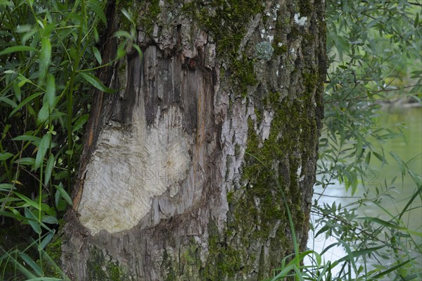 European beaver