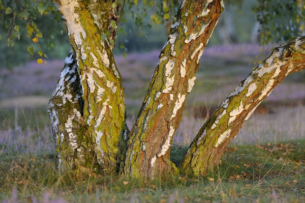 Weeping birch