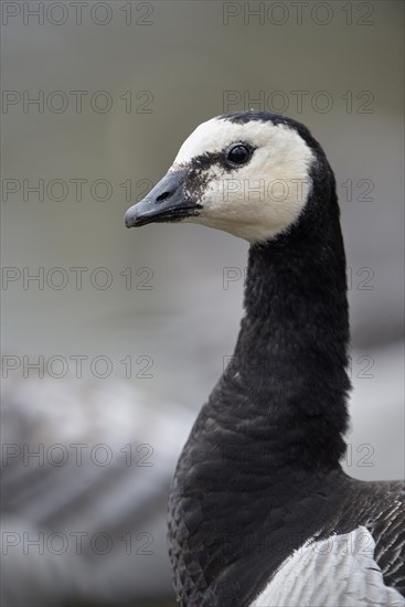 Barnacle Goose